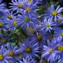 Aster amellus 'Glücksfund' - Aster à feuille oblongue