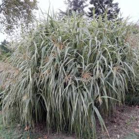 Miscanthus sinensis var. condensatus 'Cabaret'