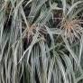 Miscanthus sinensis var. condensatus 'Cabaret'