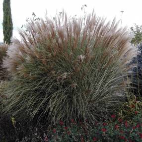 Miscanthus sinensis 'Morning Light'