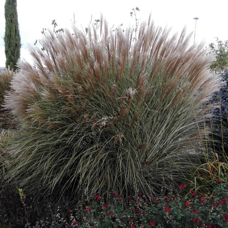 Miscanthus sinensis 'Morning Light'