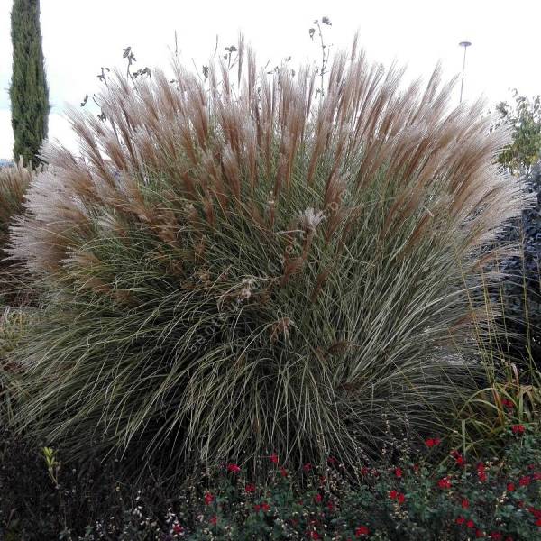 Miscanthus sinensis 'Morning Light'