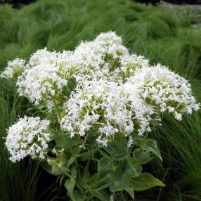 Centranthus ruber 'Albus' - Valeriane des murs blanche - Lilas d 'Espagne