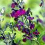 Sauge arbustive violet - Salvia 'Papillon de Nuit'
