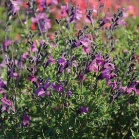 Plant de Salvia 'Artic Blaze' Purple