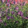 Plant de Salvia 'Artic Blaze' Purple
