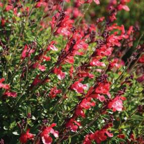 Touffe de Sauge arbustive rouge pourpre - Salvia 'Artic Blaze' Rouge