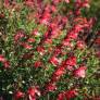 Touffe de Sauge arbustive rouge pourpre - Salvia 'Artic Blaze' Rouge