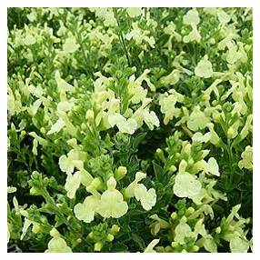 touffe de Salvia 'Lemon Light' - Sauge arbustive jaune lumineux