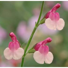 Fleur de Salvia 'Shell Dancer' - Sauge arbustive rose