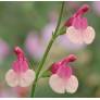 Fleur de Salvia 'Shell Dancer' - Sauge arbustive rose