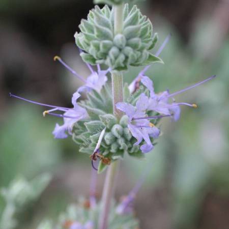 Salvia 'Bee's Bliss' - Sauge Calfornienne