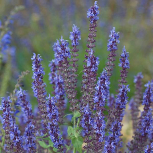 fleur de Salvia amplexicaulis