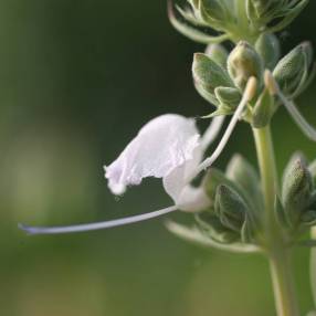 Sauge blanche Entretien (Arrosage, Croissance, Maladie) - PictureThis