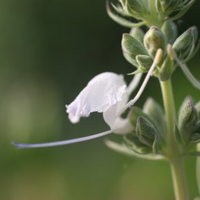 Salvia apiana - Sauge blanche