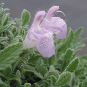 Salvia caespitosa - Sauge cespiteuse