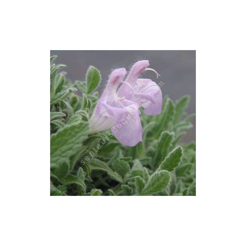 Salvia caespitosa - Sauge cespiteuse