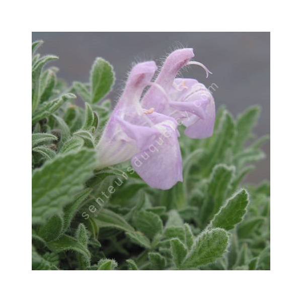 Salvia caespitosa - Sauge cespiteuse