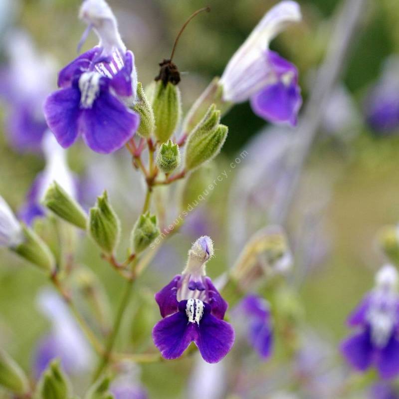 Salvia candelabrum - Sauge candelabre