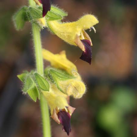 fleur de Salvia flava var. megalantha - Sauge à fleurs jaunes géantes