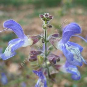 fleur de Salvia forsskaolei - Sauge de Forsskaol