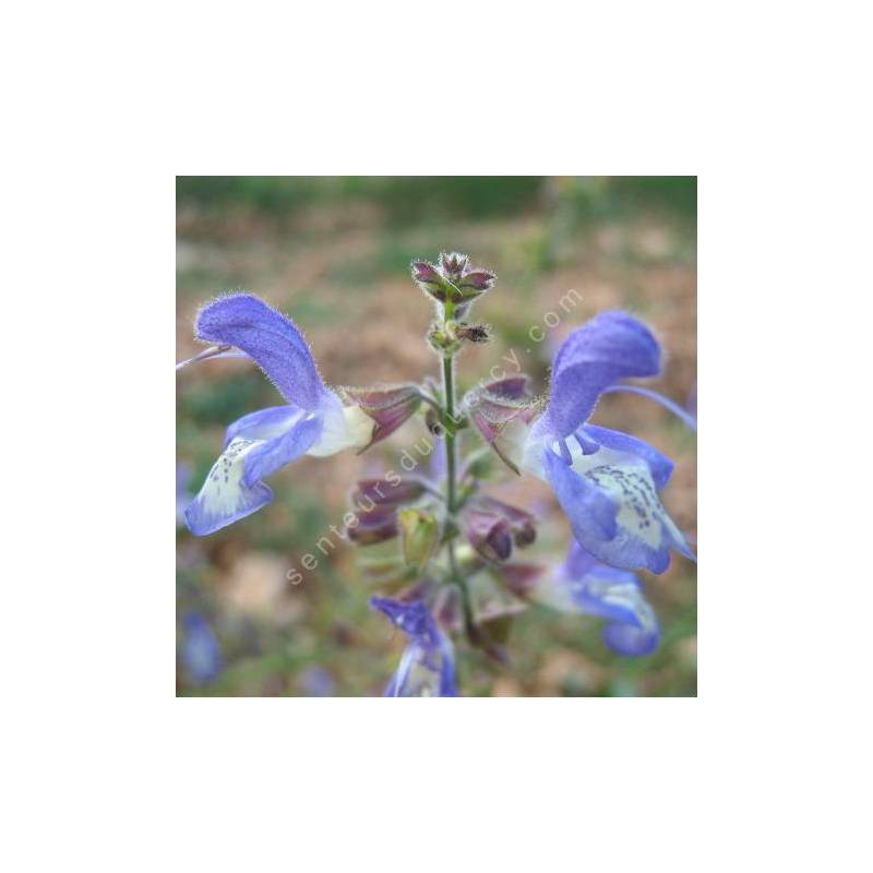 fleur de Salvia forsskaolei - Sauge de Forsskaol