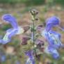 fleur de Salvia forsskaolei - Sauge de Forsskaol