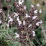 Salvia fruticosa - Sauge trilobée
