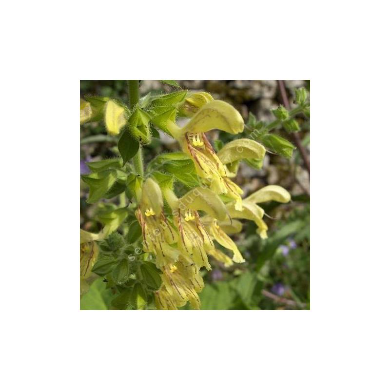 fleur de Salvia glutinosa - Sauge glutineuse