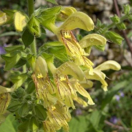 fleur de Salvia glutinosa - Sauge glutineuse