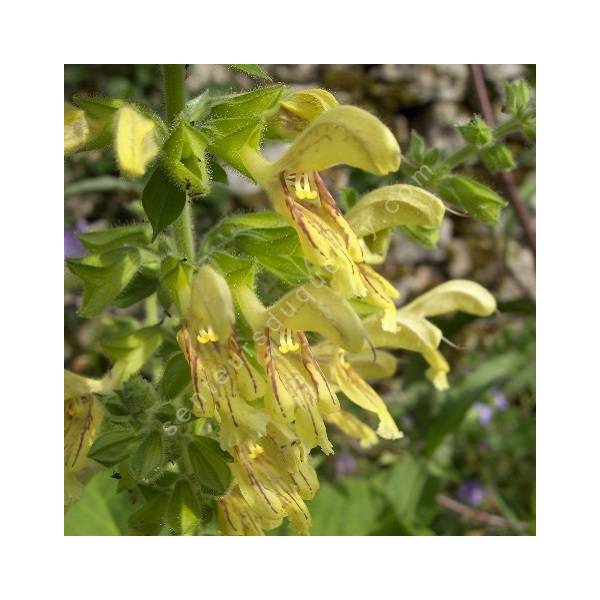 fleur de Salvia glutinosa - Sauge glutineuse