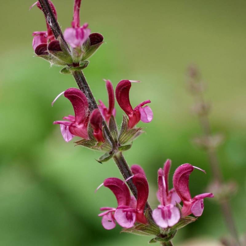 fleur de Salvia hierosolymitana - Sauge