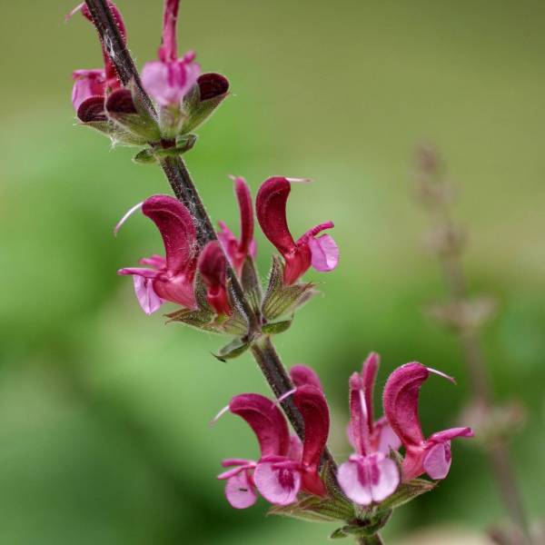 Salvia hierosolymitana Sauge de Jérusalem en fleurs