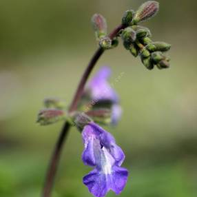 Salvia interrupta