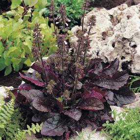 Salvia lyrata ‘Purple Knockout’ au feuillage pourpre