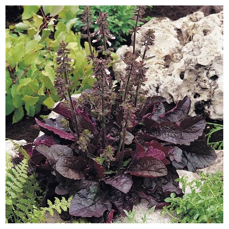Salvia lyrata ‘Purple Knockout’ au feuillage pourpre