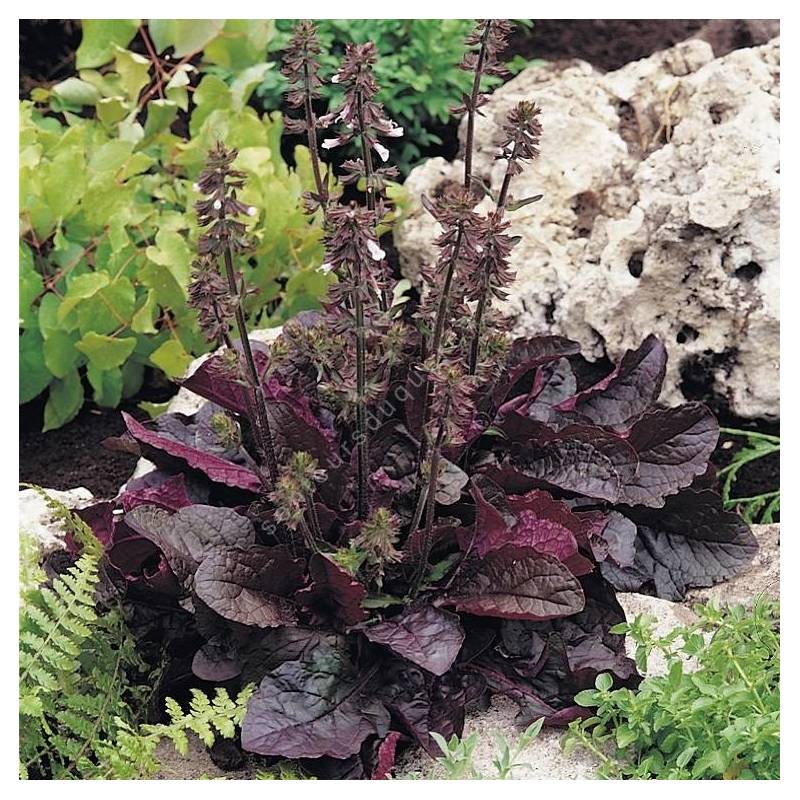 touffe de Salvia lyrata 'Purple Knock Out' - Sauge