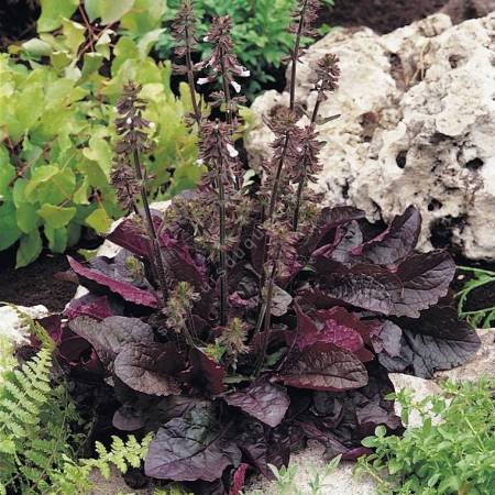 Salvia lyrata ‘Purple Knockout’ au feuillage pourpre