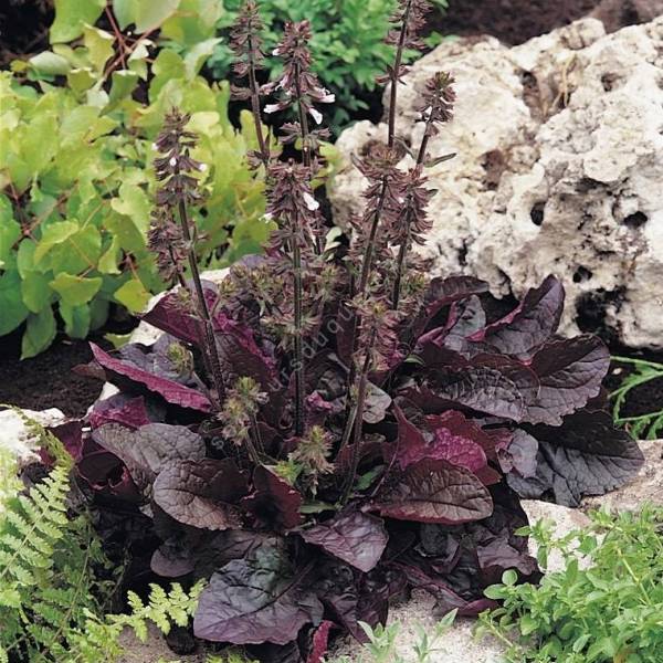 Salvia lyrata ‘Purple Knockout’ au feuillage pourpre