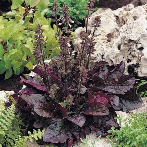 touffe de Salvia lyrata 'Purple Knock Out' - Sauge