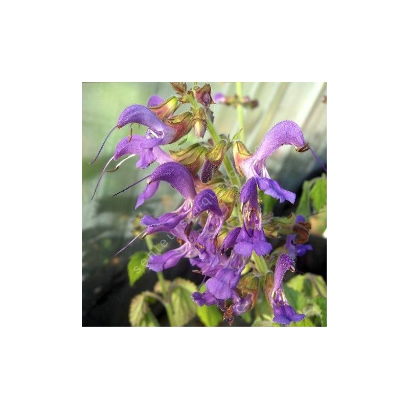 fleur de Salvia milthiorrhiza - Sauge Chinoise