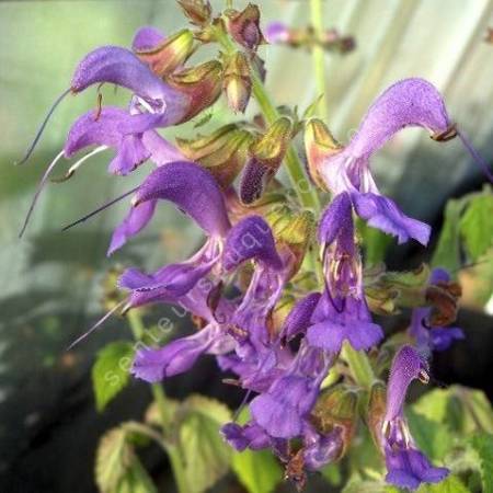 fleur de Salvia milthiorrhiza - Sauge Chinoise