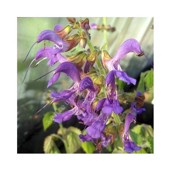 fleur de Salvia milthiorrhiza - Sauge Chinoise