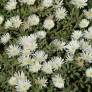 Delosperma karooicum 'Graaf Reinet' - Pourpier vivace blanc
