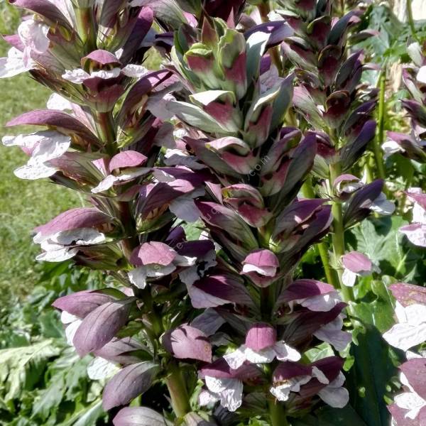 Acanthe à feuilles molles pour ombre sèche Acanthus mollis