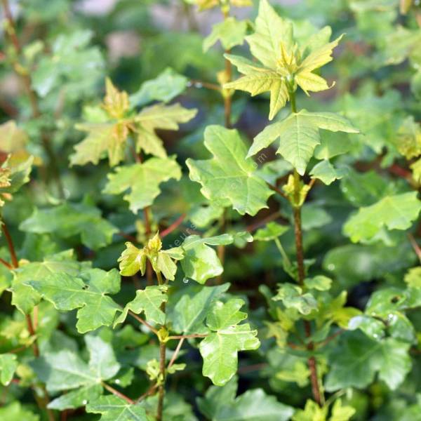 Acer monspessulanum - Erable de Montpellier