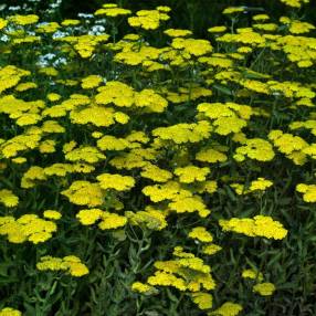 Achillea 'Credo'