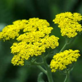 Achillea 'Moonshine'