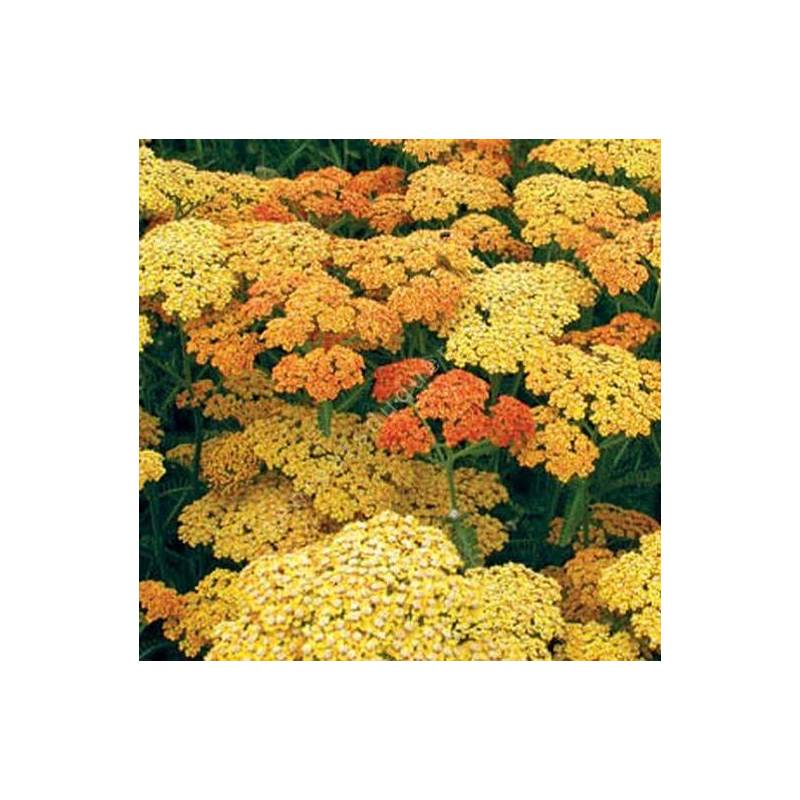 Achillea 'Terracotta', Achillée