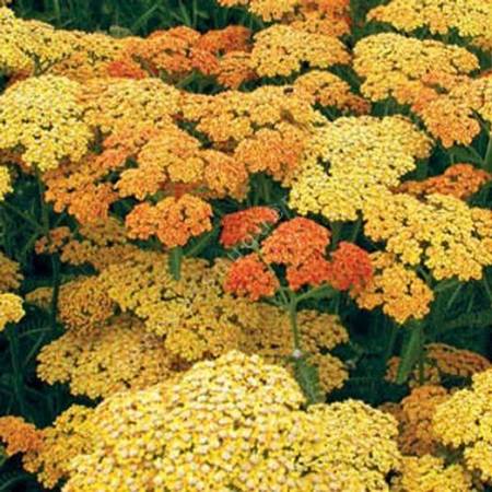 Achillea 'Terracotta', Achillée